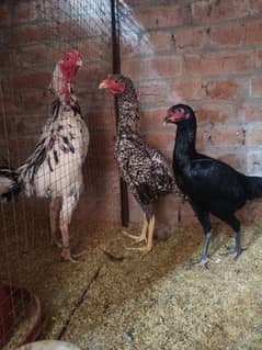 White O Shamo /Aseel pathy /king size/ shamo chicks/high Quality shamo