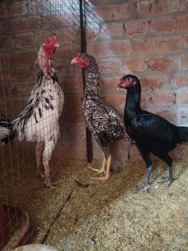 White O Shamo /Aseel pathy /king size/ shamo chicks/high Quality shamo 4