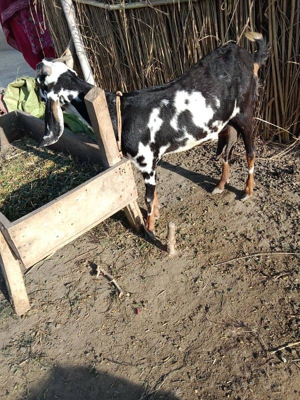 Black & white looking gorgeous Goat with kids 1