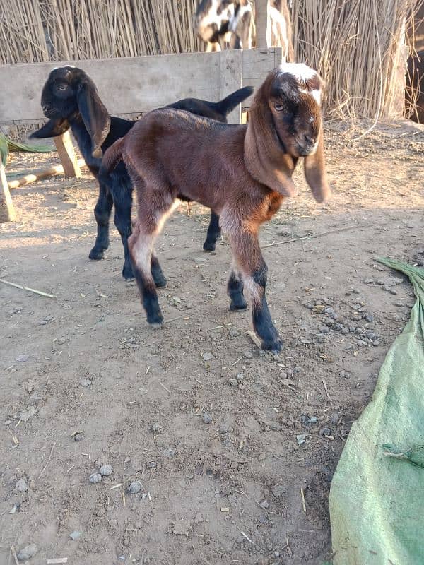 Black & white looking gorgeous Goat with kids 2