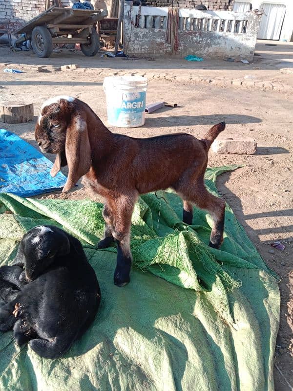 Black & white looking gorgeous Goat with kids 3