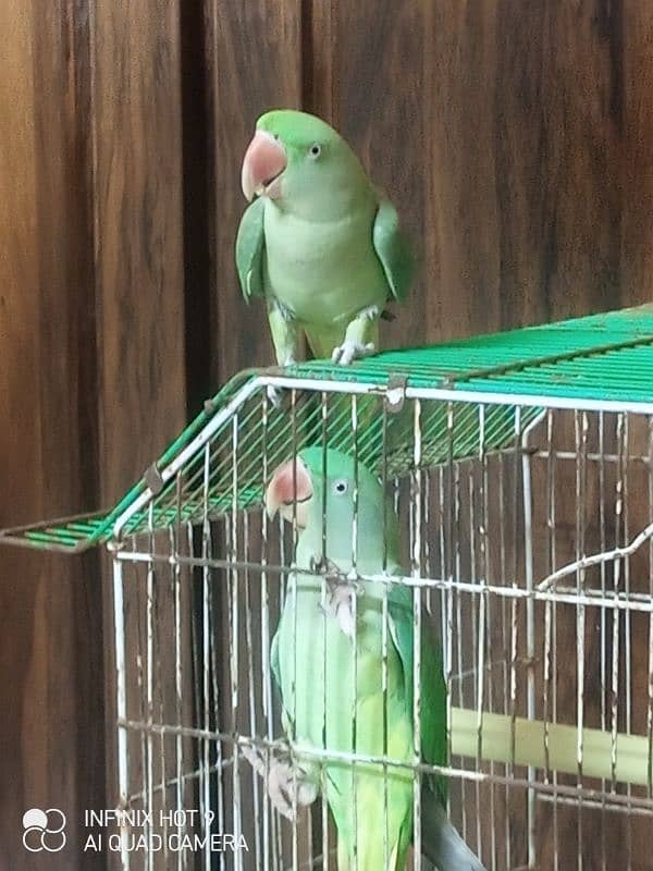 18 month Female Talking pahari parrot 6