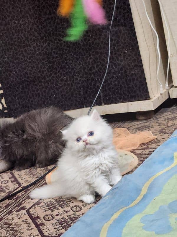 Persian kitten/bhaloo kitten /triple coat kitten available for sale 0