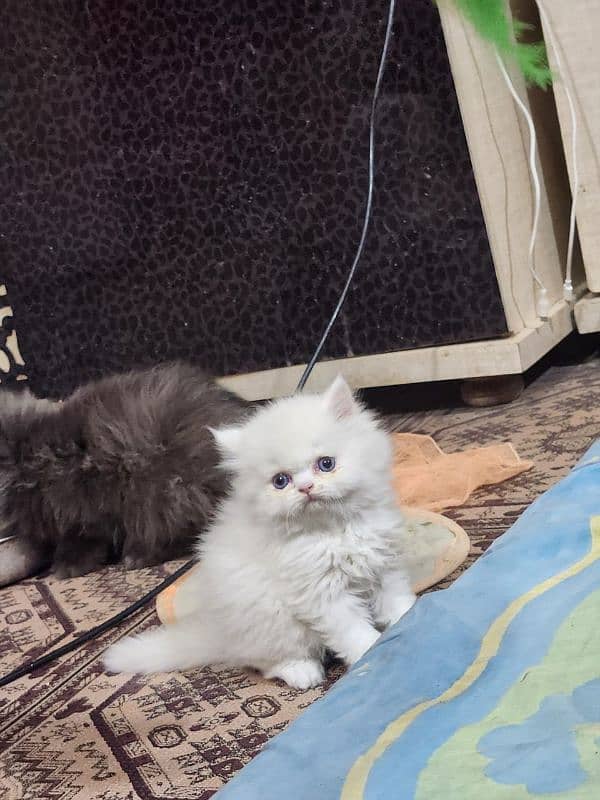 Persian kitten/bhaloo kitten /triple coat kitten available for sale 1