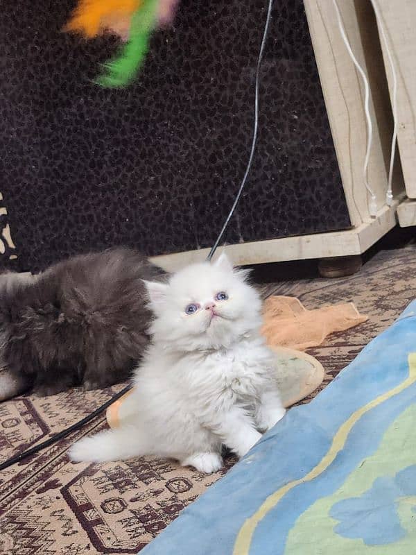 Persian kitten/bhaloo kitten /triple coat kitten available for sale 2