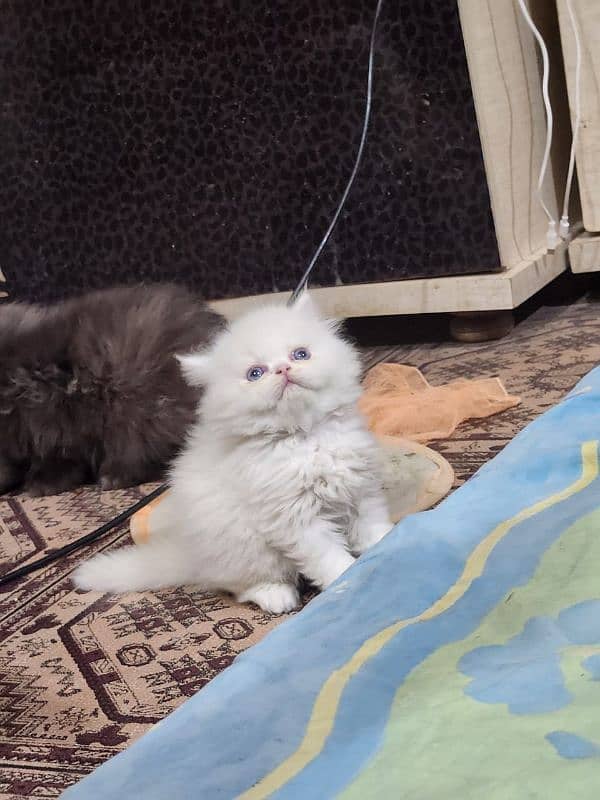 Persian kitten/bhaloo kitten /triple coat kitten available for sale 3