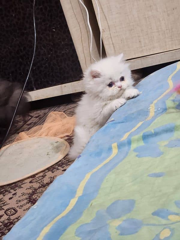 Persian kitten/bhaloo kitten /triple coat kitten available for sale 5