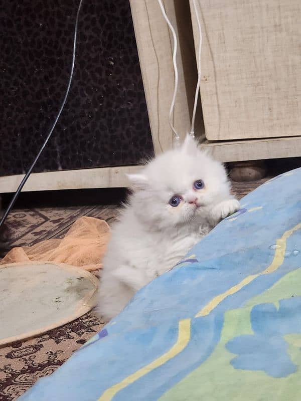 Persian kitten/bhaloo kitten /triple coat kitten available for sale 7