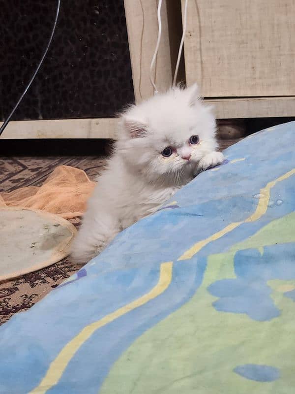 Persian kitten/bhaloo kitten /triple coat kitten available for sale 8