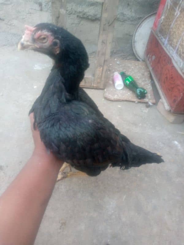 mushki mati for sale 4