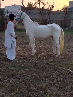 Brand Gori For Sale 03475534470