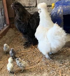 Silkie Pair