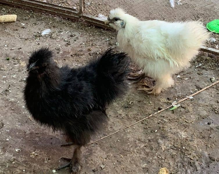 Silkie Pair 1