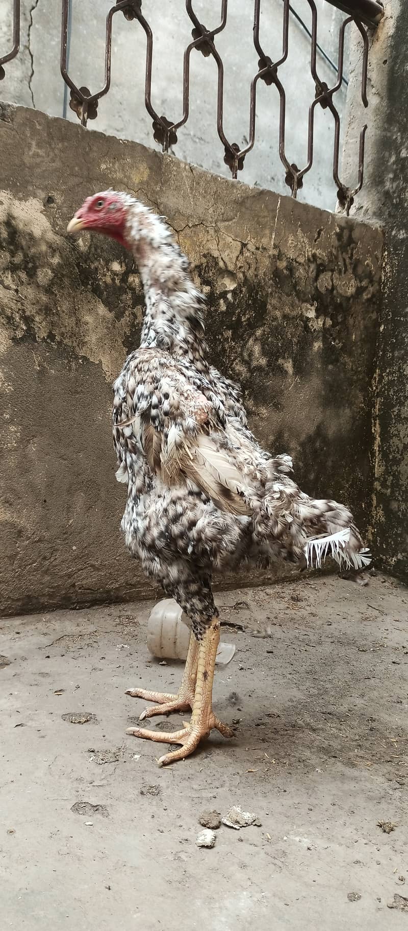 coco shamo female high qualit  / shamo / hen / chicks / murga /rooster 0