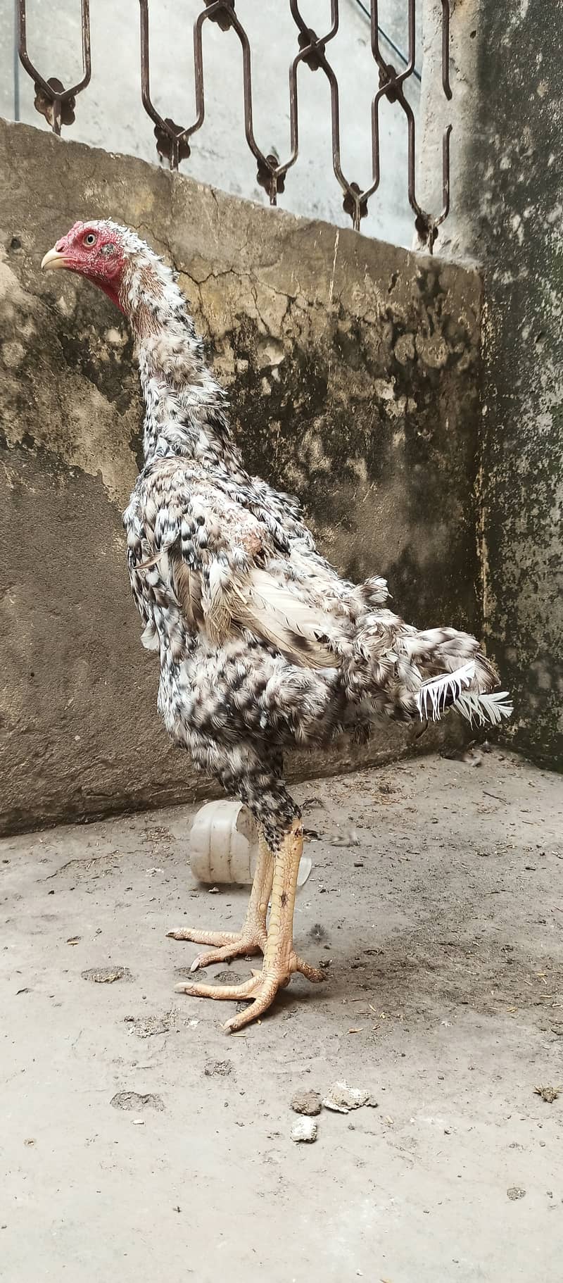 coco shamo female high qualit  / shamo / hen / chicks / murga /rooster 1