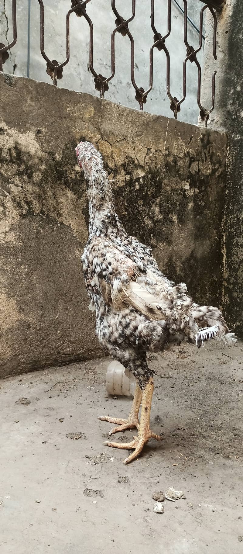 coco shamo female high qualit  / shamo / hen / chicks / murga /rooster 2