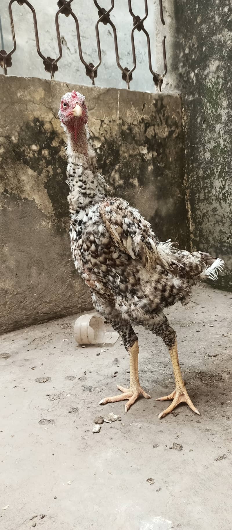 coco shamo female high qualit  / shamo / hen / chicks / murga /rooster 4