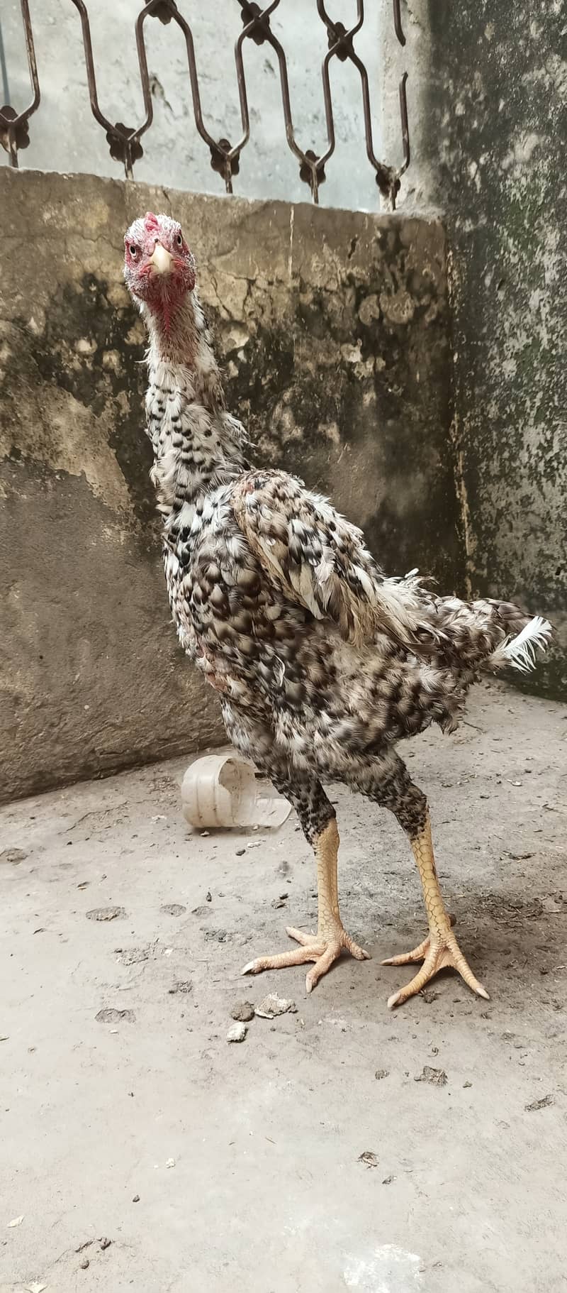 coco shamo female high qualit  / shamo / hen / chicks / murga /rooster 5