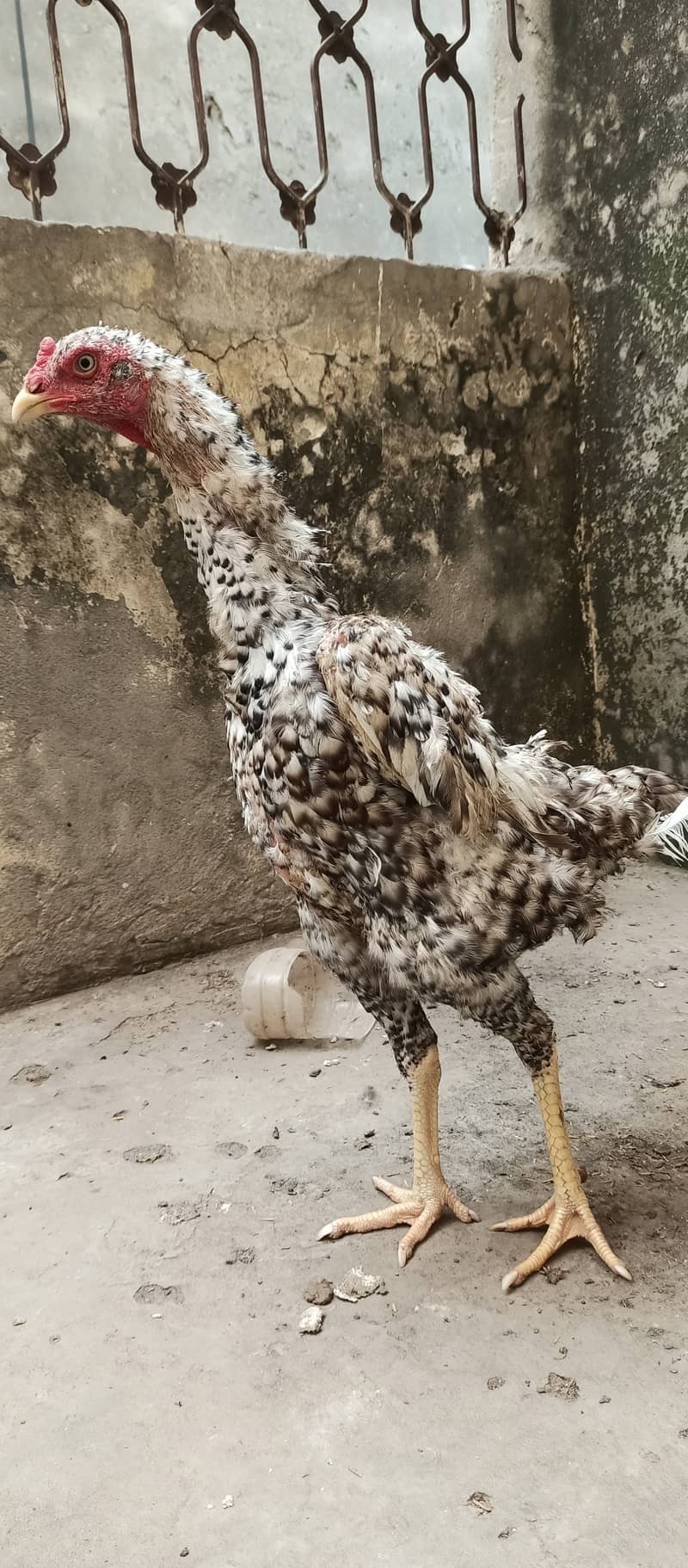 coco shamo female high qualit  / shamo / hen / chicks / murga /rooster 6