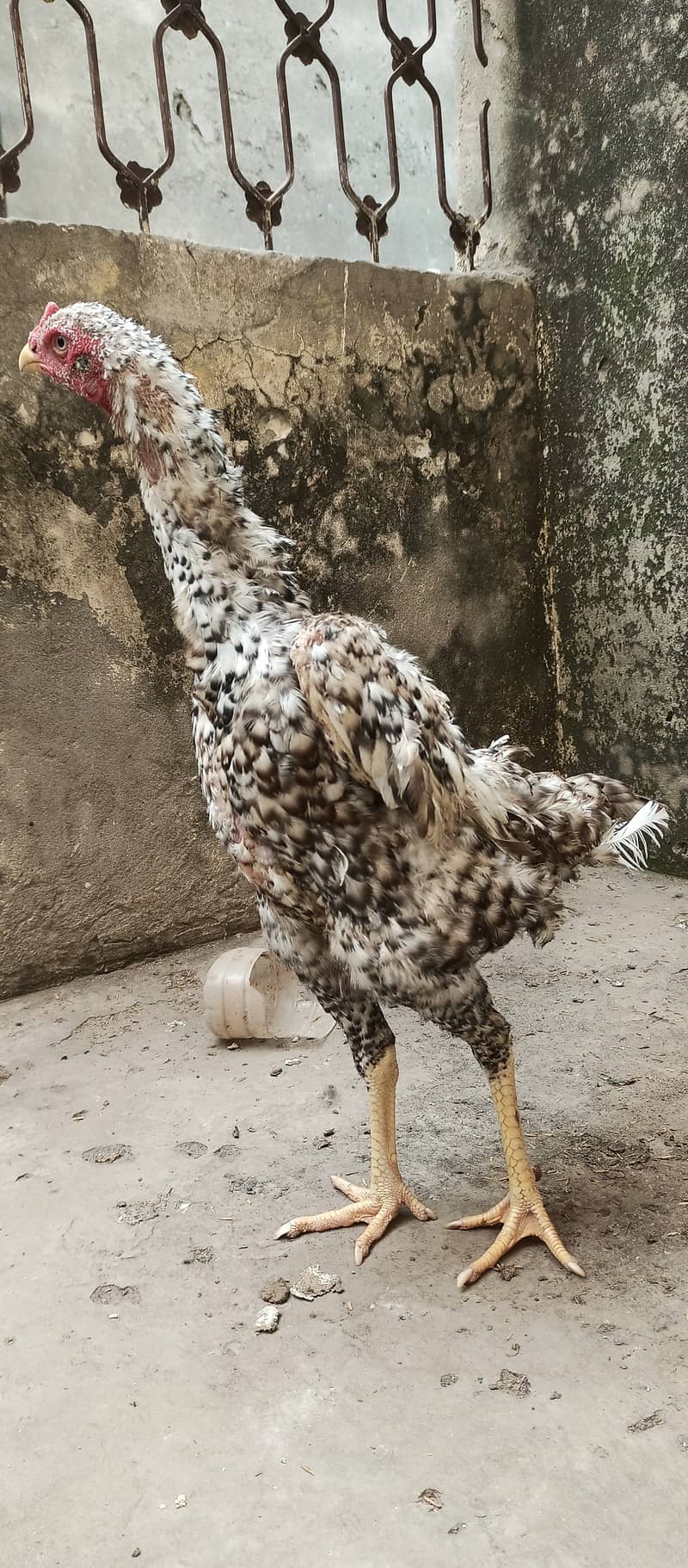 coco shamo female high qualit  / shamo / hen / chicks / murga /rooster 7