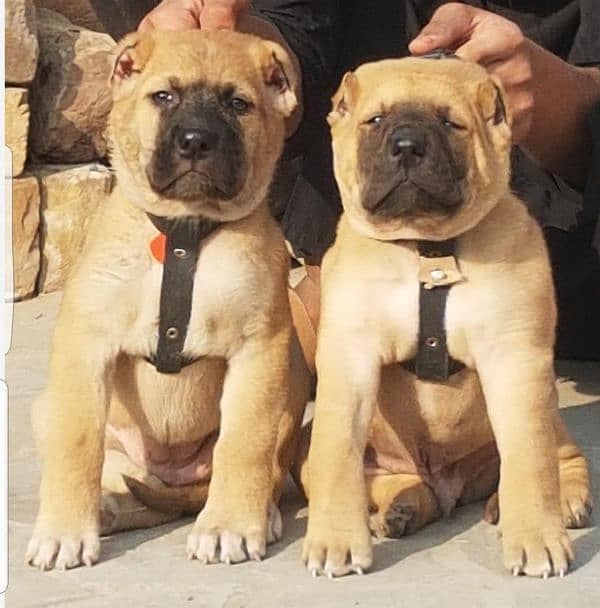 King kurdish kangaal pair pure breed security dog 2months for sale 0