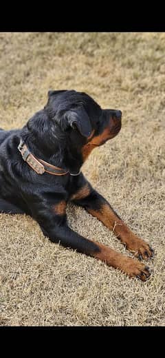 Breeder Rottweiller female