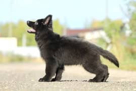 TOP QUALITY BLACK GERMAN SHEPHERD PUPPY AVAILABLE FOR SALE