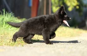 TOP QUALITY BLACK GERMAN SHEPHERD PUPPY AVAILABLE FOR SALE