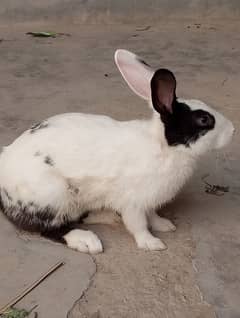 black and white rabbits pear