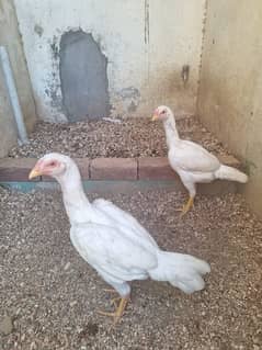 White Shamo × Heera Aseel Pathiyan Available For Sale