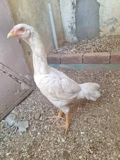 Pure White King Shamo Pathi Available For Sale