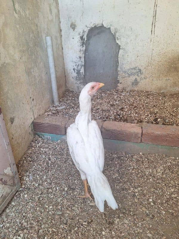 Pure White Shamo Pathi Available For Sale 2