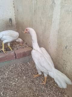 White Shamo Aseel Pathi & Pure White Heera Pathi Available For Sale