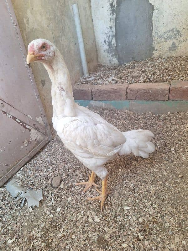 Pure White Shamo Pathi Available For Sale 3