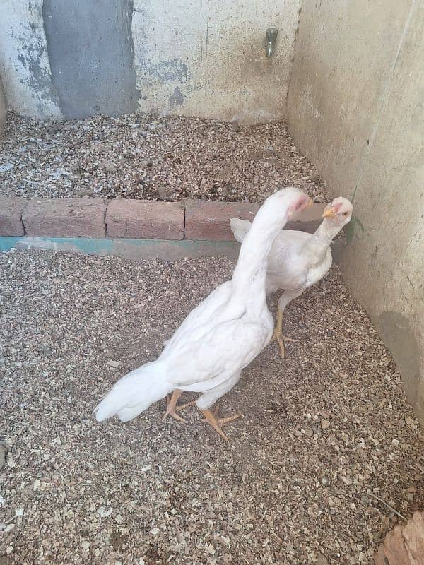 Pure White Shamo Pathi Available For Sale 4