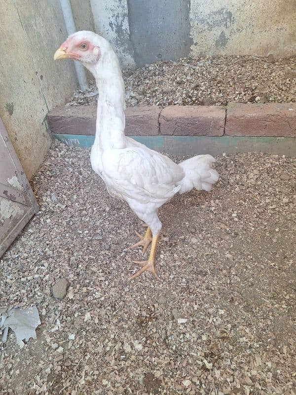 Pure White Shamo Pathi Available For Sale 6