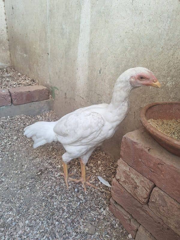 Pure White Shamo Pathi Available For Sale 1