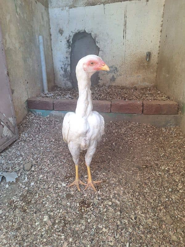 Pure White Shamo Pathi Available For Sale 8