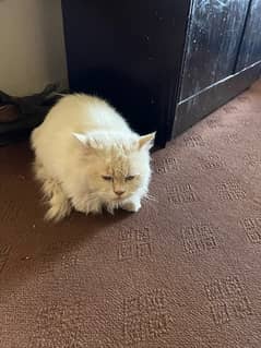 Persian Cat