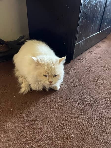 Persian Cat 0