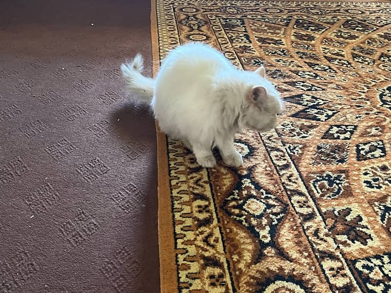 Persian Cat 1