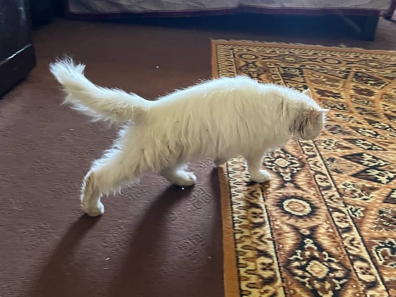 Persian Cat 2