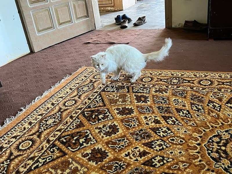 Persian Cat 3