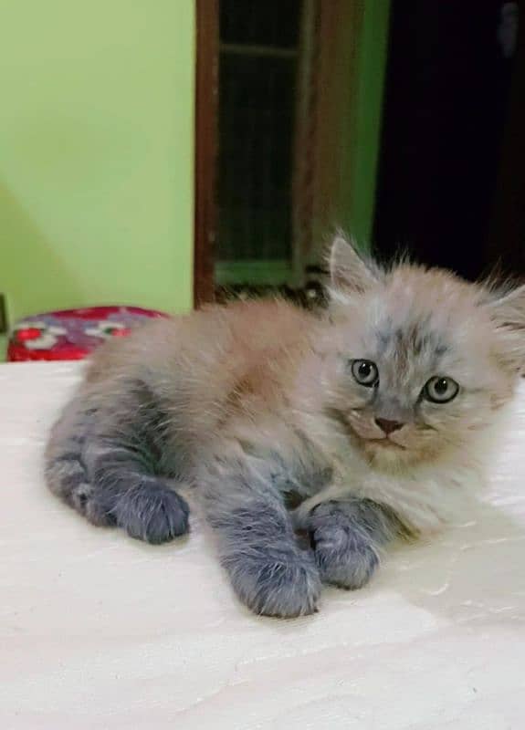 gray persian kitten for sale 0