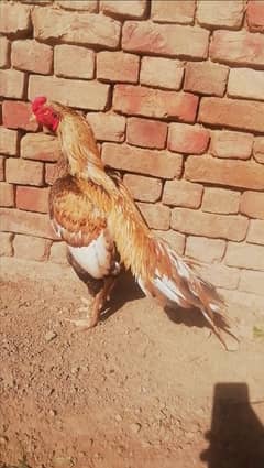 Aseel Shajra Top Quality Bird