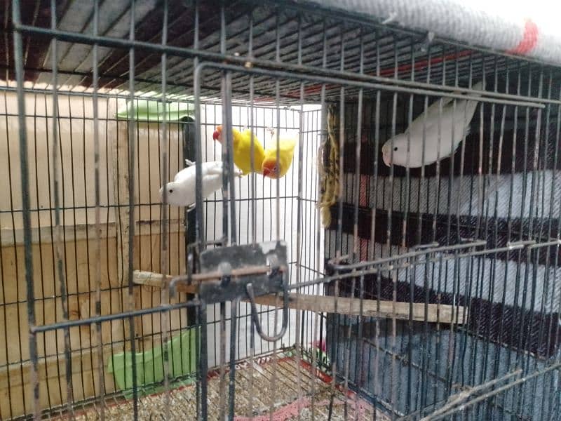 2 pairs Parrots for sale 0