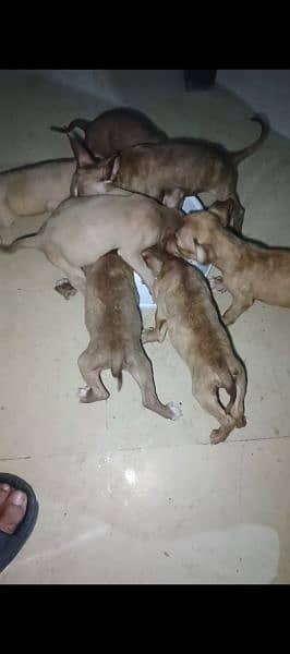 pitbull terrier red nose puppies available 6