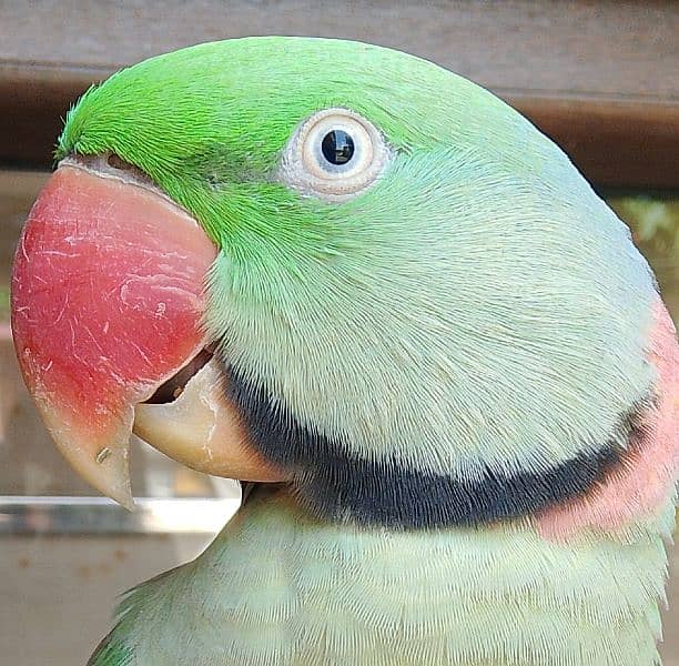 Hand Tamed Talking Raw Alexander Male Parrot For Sale. 1