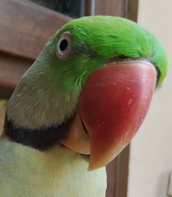 Hand Tamed Talking Raw Alexander Male Parrot For Sale. 3