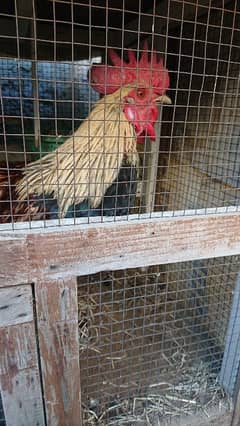 hens for sale